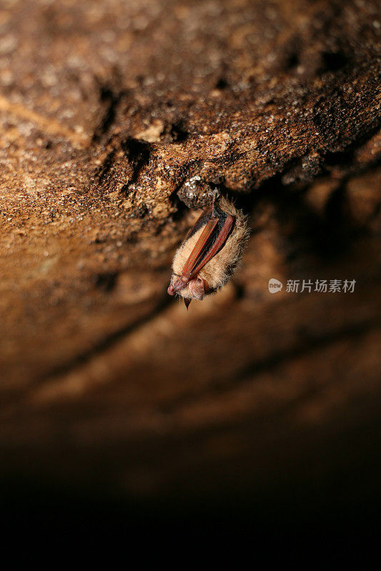 蝙蝠(Pipistrellus Subflavus)悬挂在洞穴